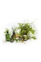 Christian Tortu – Forest (Forets) Diffuser