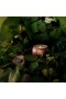 Voluspa – Foraged Wildberry Mini Tin Candle