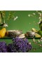 Voluspa – Jardin De Verveine 3 Wick Tin Candle
