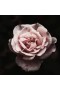 True Grace – Moroccan Rose Candle
