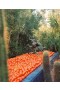 Flamingo Estate – Roma Heirloom Tomato XL Kerze